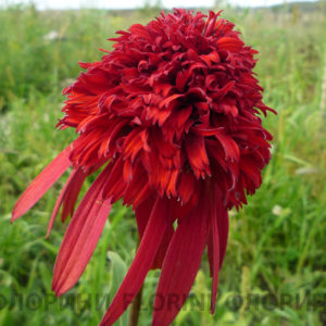 Эхинацея Хот Папайя<br>Echinacea Hot Papaya