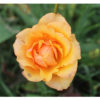 Купить Роза флорибунда Раффлс Дрим Rosa floribunda Ruffles Dream - в ...