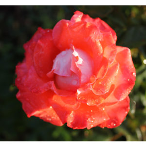 Роза флорибунда Раффлз Канди <br>Rose floribunda Candy Ruffles