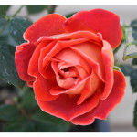 florini-150916-роза-шоколад-раффлс-03
