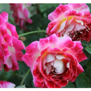 Роза флорибунда Раффлс Спарклинг <br>Rose floribunda Sparkling Ruffles