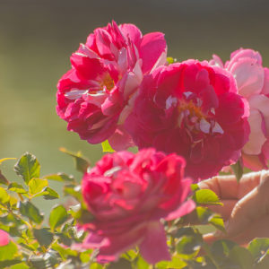 Роза флорибунда Раффлс Пассион <br>Rose floribunda Ruffle’s Passion