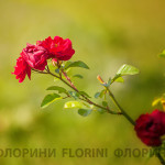 florini-150928-роза-01