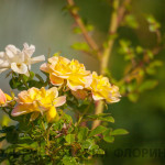 florini-150928-роза-почвопокровная-еллоу-фейри-08