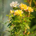 florini-150928-роза-почвопокровная-еллоу-фейри-09