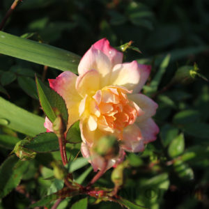 Купить Роза бордюрная Триколор Rose Tricolor - в питомнике Флорини