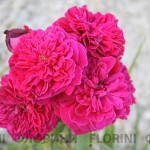 florini-150928-роза-шекспир-01