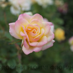 florini-151017-роза-еллоу-ферри-02