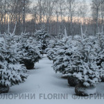 florini-2015-ель-питомник-зима