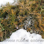 florini-2015-флокс-шиловидный-зима-01