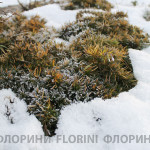 florini-2015-флокс-шиловидный-зима-02