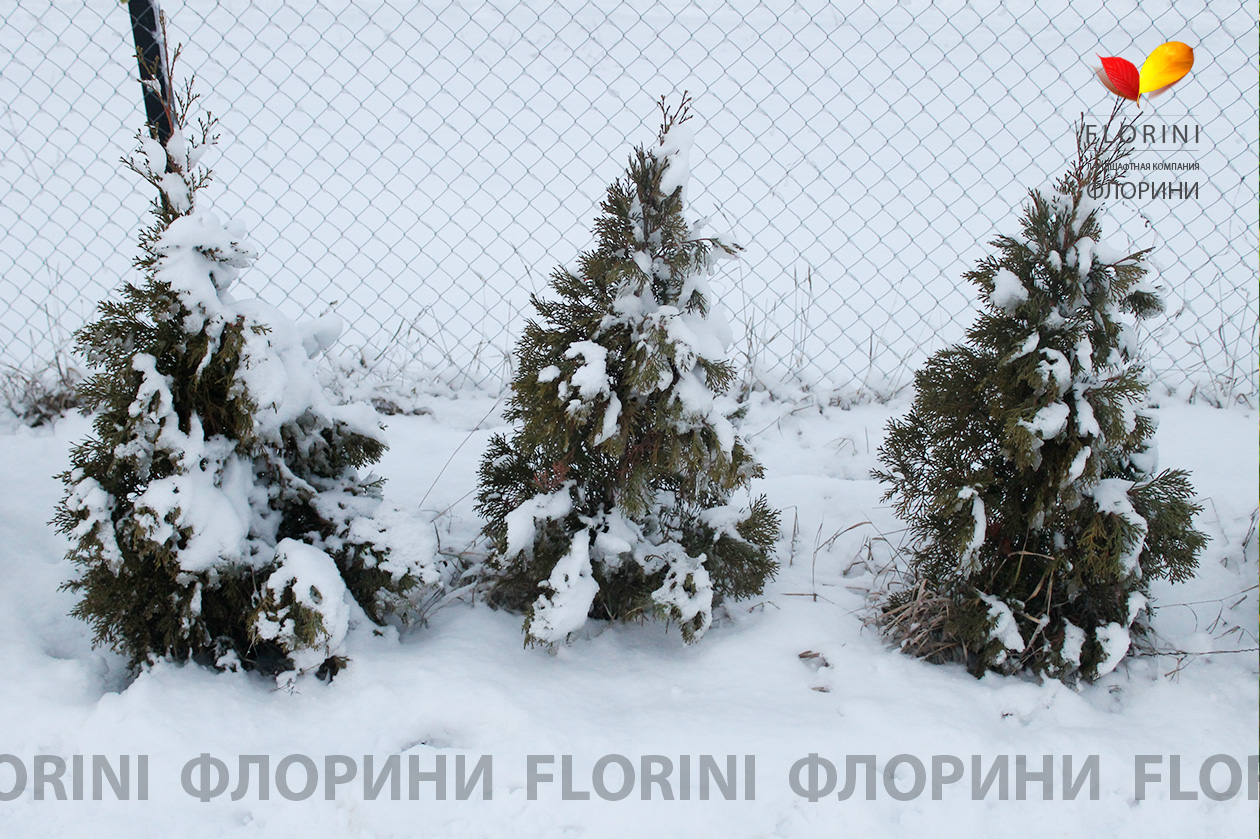 Туя Зимой Фото