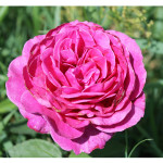 florini-роза-хайди-клум-15-06-14-53