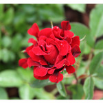 florini-роза-индиан-раффлс-15-07-01-11