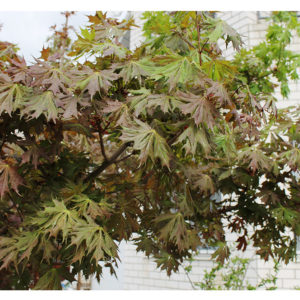 Клен остролистный Чарльз Джоли<br>Acer platanoides Charles Joly