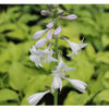 Купить Хоста Роял Стандарт Hosta Royal Standard - в питомнике Флорини