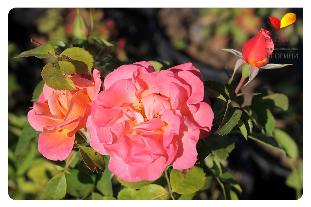 Купить Роза бордюрная Кубана Rose Cubana - в питомнике Флорини