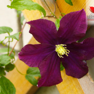 Клематис Варшавский Найк <br>Clematis Warszawska Nike