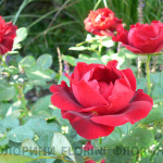 роза-Indian-Ruffles-04