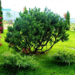 Сосна горная<br>Pinus mugo