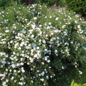 Лапчатка Абботствуд <br>Potentilla fruticosa Abbotswood