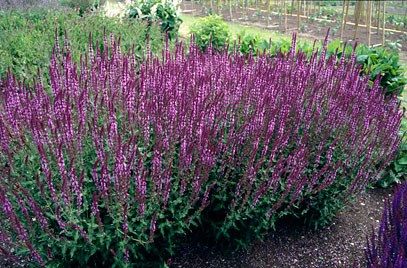 Шалфей (сальвия) Блаухегел <br>Salvia nemorosa Blauhügel