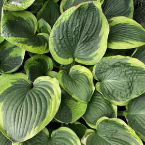 Хоста Абиква Мунбен <br>Hosta Abiqua Moonbeam