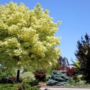 Клен остролистный Друммонди <br>Acer platanoides Drummondii