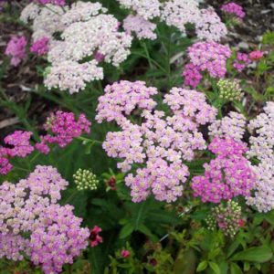 Тысячелистник Претти Беланда <br> Achillea Pretty Belanda