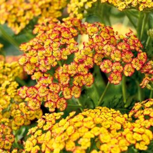 Тысячелистник Триколор<br> Achillea Tricolor