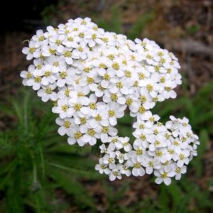 Тысячелистник белый <br> Achillea alba