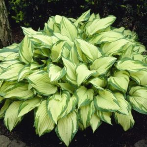 Хоста Альбопикта<br>Hosta Albopicta