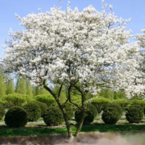 Ирга ламарка <br>Amelanchier lamarckii