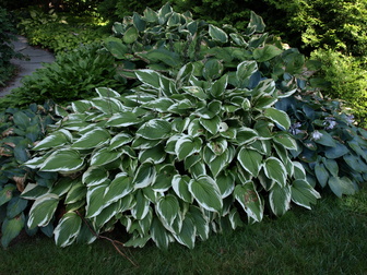 Хоста Антиоч<br>Hosta Antioch