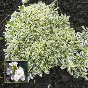 Арабис выступающий Вариагета <br>Arabis procurrens Variegata