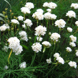 Армерия Альба <br>Armeria Alba