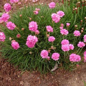 Армерия Спленденс <br>Armeria Splendens