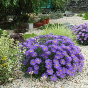 Астра альпийская Виолет<br>Aster alpinus Violet