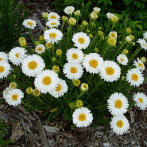 Астра альпийская Вайт <br>Aster alpinus White