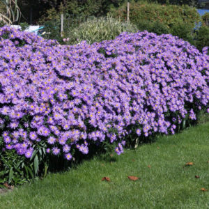 Астра кустовая Блау Лагуна<br>Aster dumosus Blaue Lagune