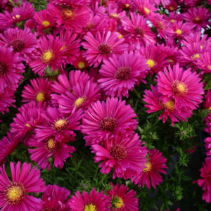 Астра кустовая Дженни<br>Aster dumosus Jenny