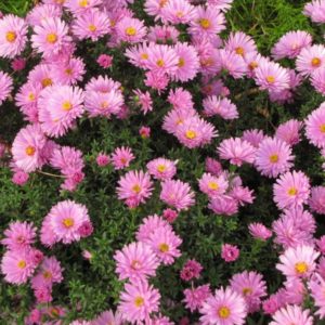 Астра кустовая Розенвичтель<br>Aster dumosus Rosenwichtel