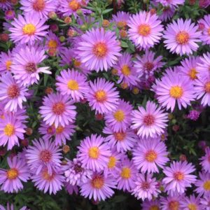 Астра кустовая Вудс Пурпл <br>Aster dumosus Wood’s Purple