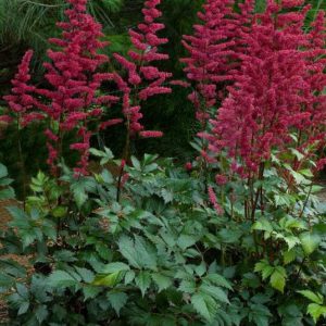 Астильба Бургунди Ред<br>Astilbe Burgundy red