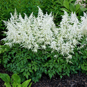 Астильба Дойчленд<br>Astilbe Deutschland