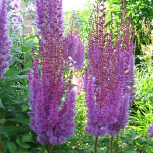 Астильба Пурпуркерц<br>Astilbe Purpurkerze