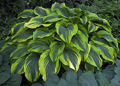 Хоста Ауреамаргината<br>Hosta Aureomarginata