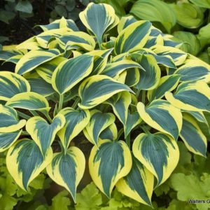 Хоста Аутумн Фрост<br>Hosta Autumn Frost