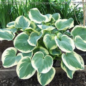 Хоста Барбара Анн<br>Hosta Barbara Ann