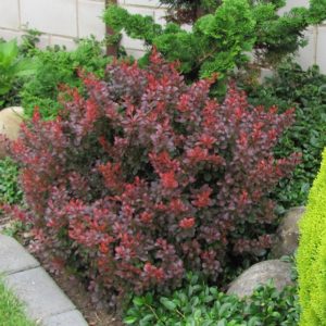 Барбарис тунберга Атропурпурия нана <br>Berberis thunbergii Atropurpurea-Nana